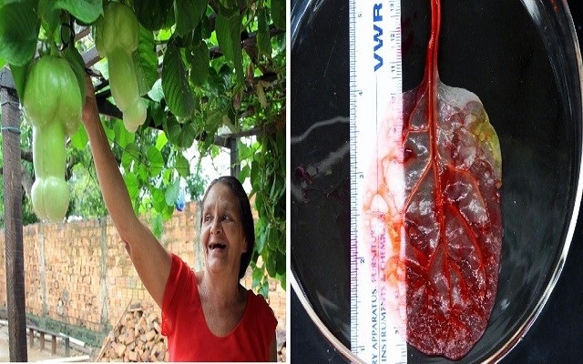 Dona Maria Rodrigues de Aguiar Farias, inclusive viu na inusitada situação uma oportunidade de 'ganhar algum' cobrando ingresso, dado ao tanto de curiosos que buscavam sua casa para 'tirar as dúvidas' dos rumores que se espalharam pela cidade Dona Maria Rodrigues de Aguiar Farias, inclusive viu na inusitada situação uma oportunidade de 'ganhar algum' cobrando ingresso, dado ao tanto de curiosos que buscavam sua casa para 'tirar as dúvidas' dos rumores que se espalharam pela cidade